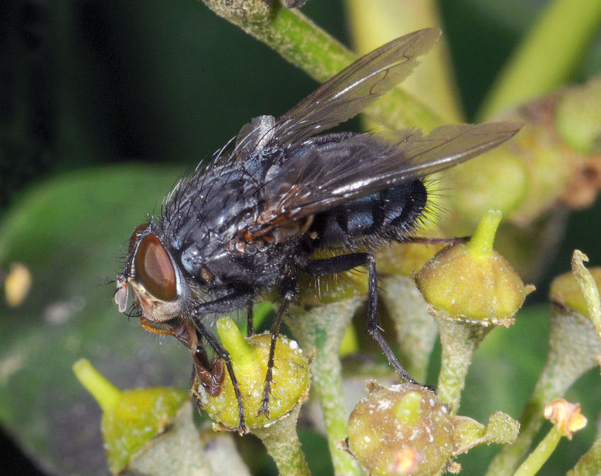 La vespa, il sirfide e la mosca